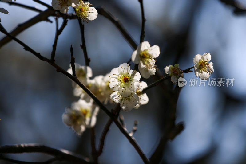 杭州西湖花港观鱼白梅特写