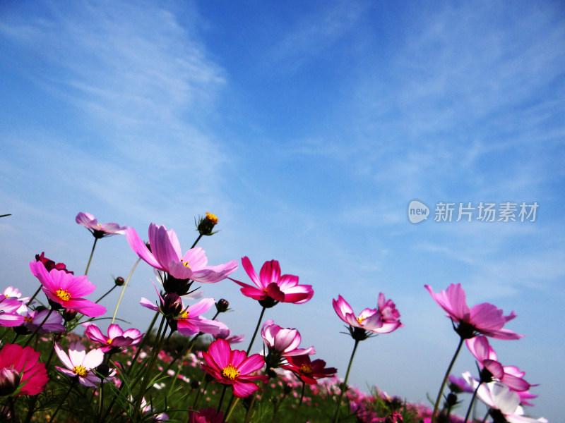 格桑花 格桑梅朵 幸福花