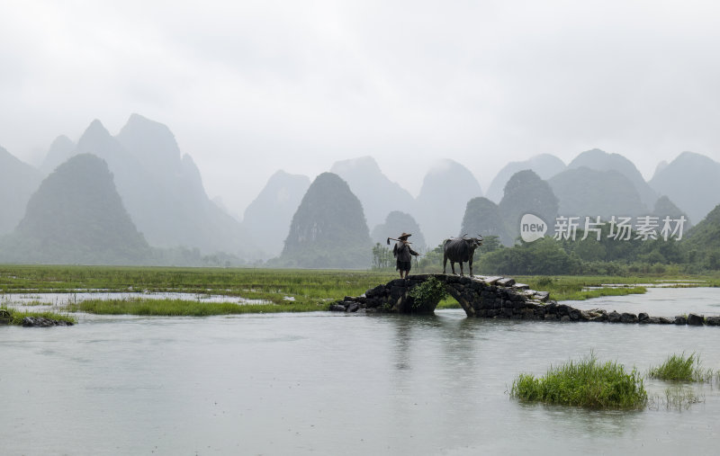 广西桂林状元桥老人牵牛放牧意境风光