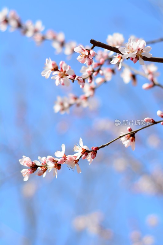 桃花花苞花蕊