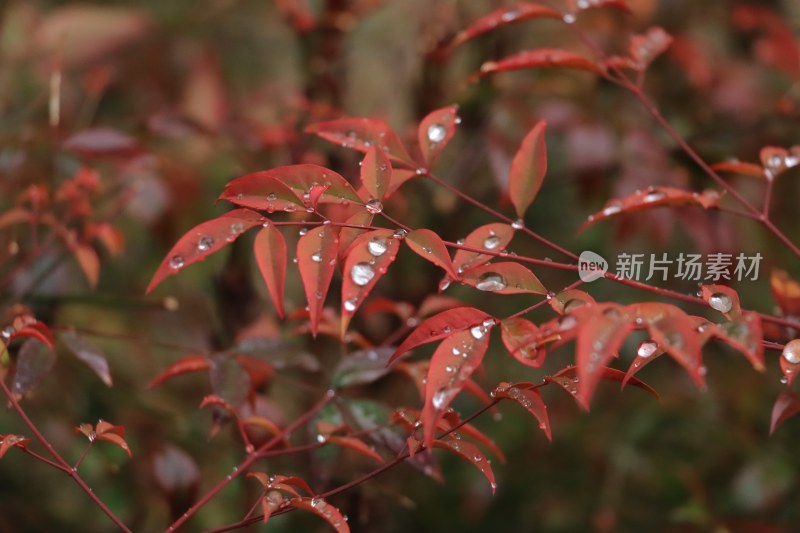 冬日雨后清新南天竹红叶