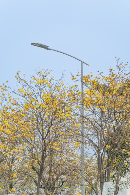 城市街道盛开黄花风铃木景象