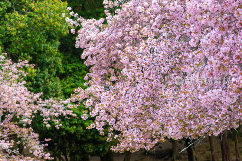 樱花盛开