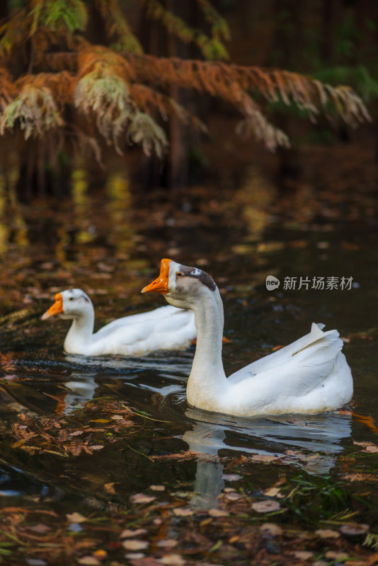 水中游动的两只白鹅特写