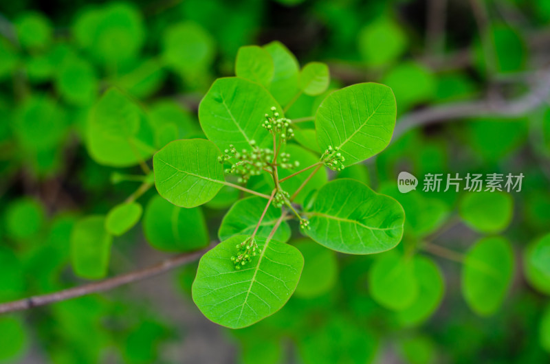 春夏时节绿色的黄栌树叶