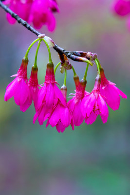 桃花樱花油菜花