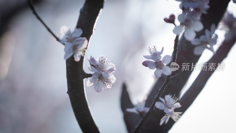 春天的樱花