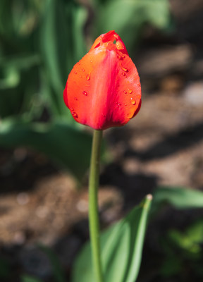 郁金香花