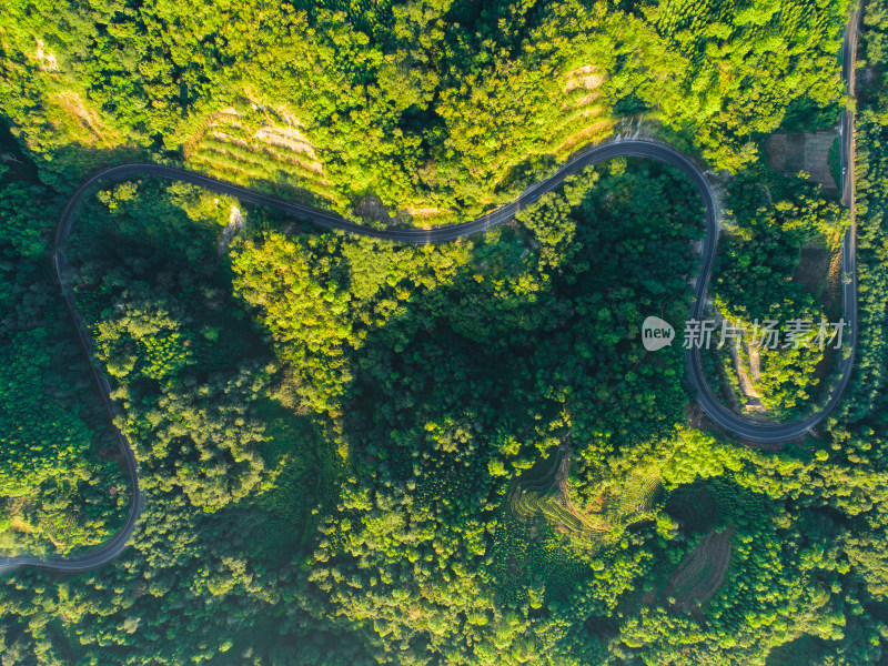 蜿蜒公路穿越茂盛丛林的鸟瞰图