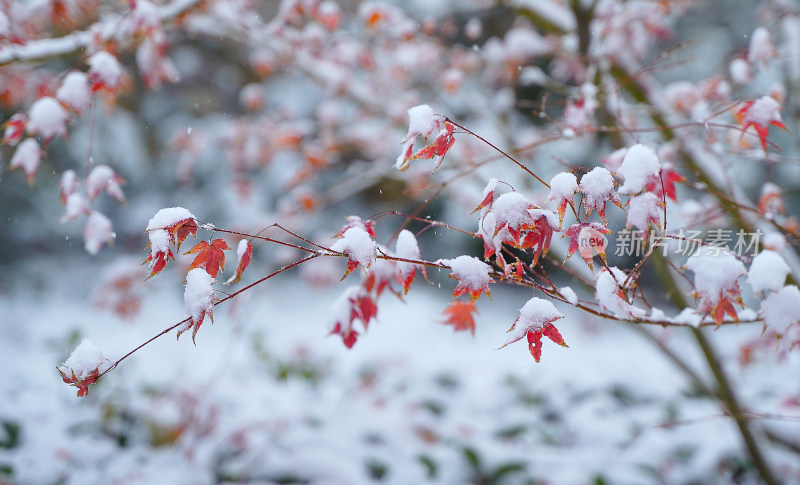 积雪枫叶