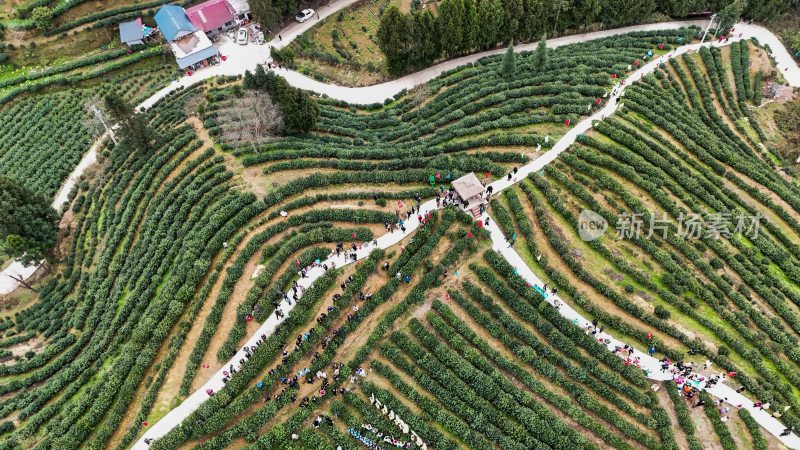 重庆酉阳：宜居贡茶采摘忙