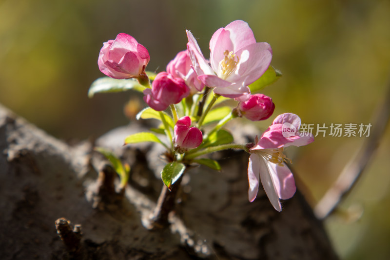 春天粉红色西府海棠花枝头盛开