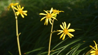 大自然公园里盛开的野菊花