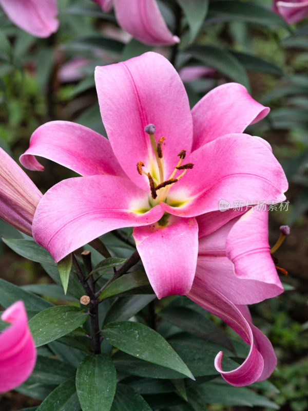 秋季的香水百合花特写