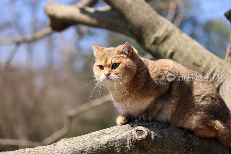 爬在树上的宠物猫金渐层