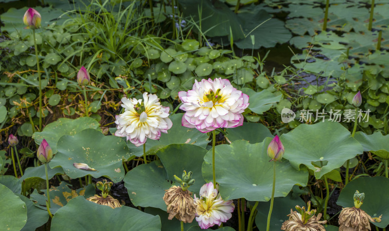 夏日炎炎池塘里盛开荷花随风送来香气