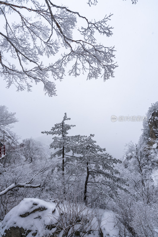 老君山下雪大山森林雾凇景观