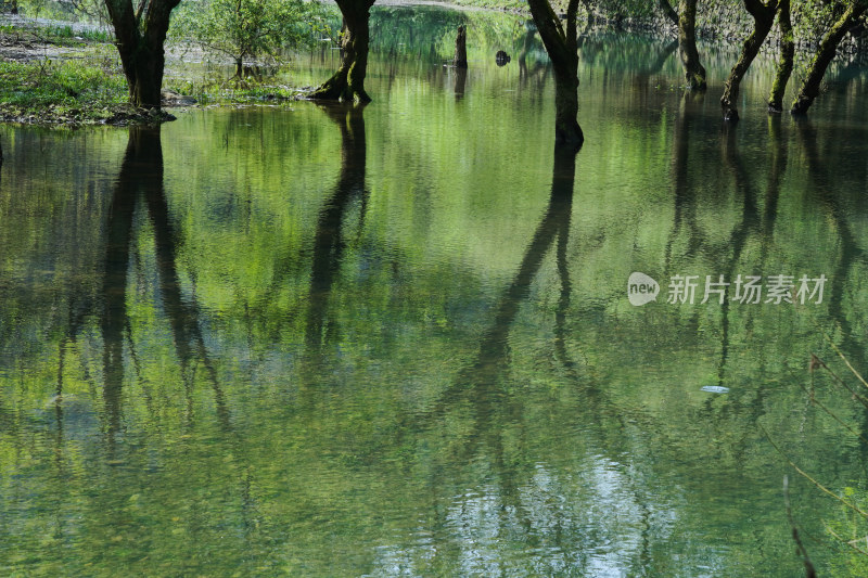 河中的树林