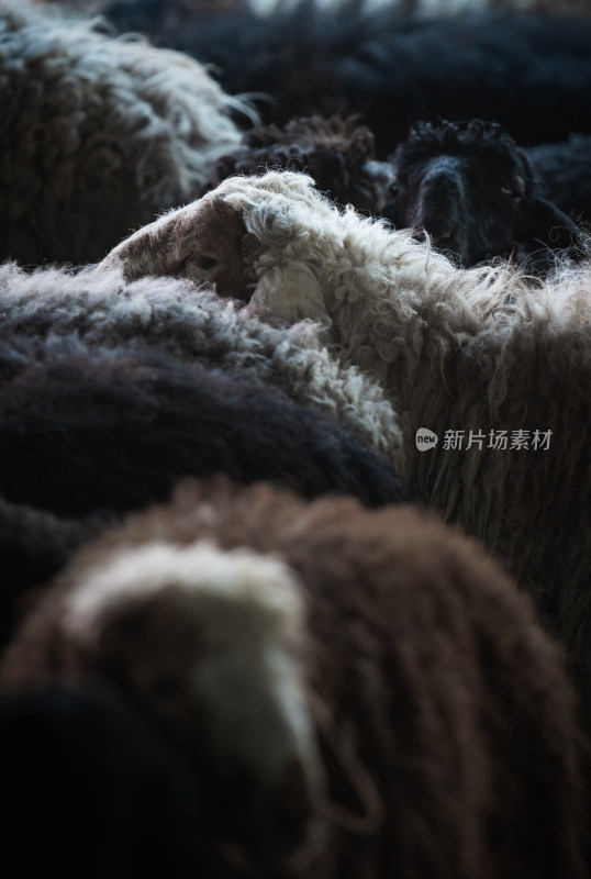 新疆喀什牛羊巴扎拥挤的羊群