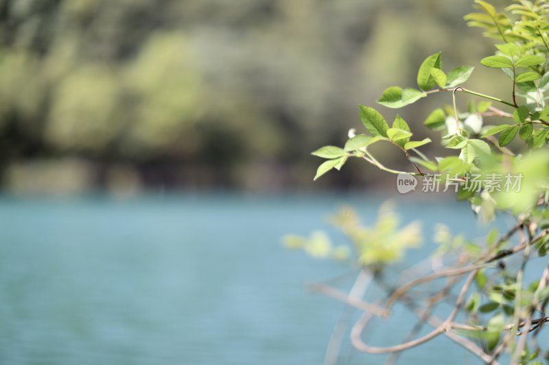 湖边绿叶植物的特写镜头