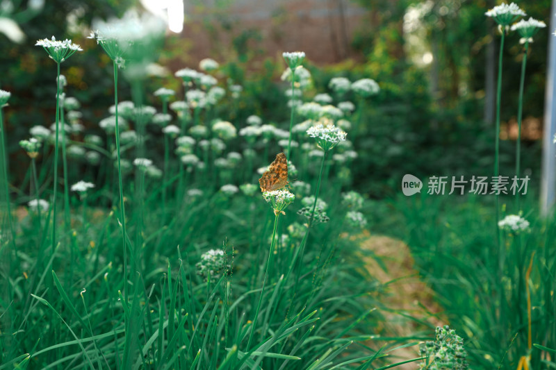 农村地里的韭菜韭菜花