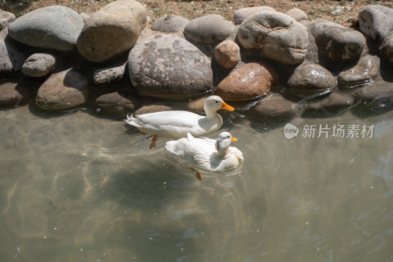 柯尔鸭宠物鸭在水中游动