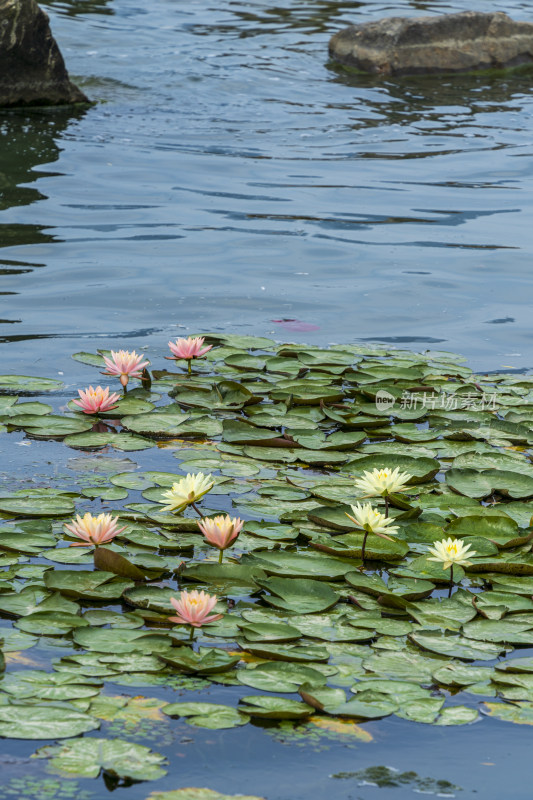 漂浮在水面的莲花，一副莫奈的画