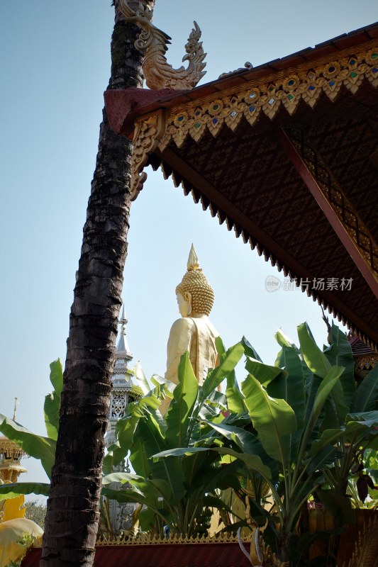 寺庙佛像与热带植物景观