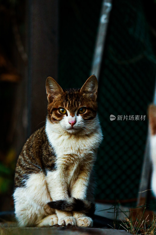 流浪的猫