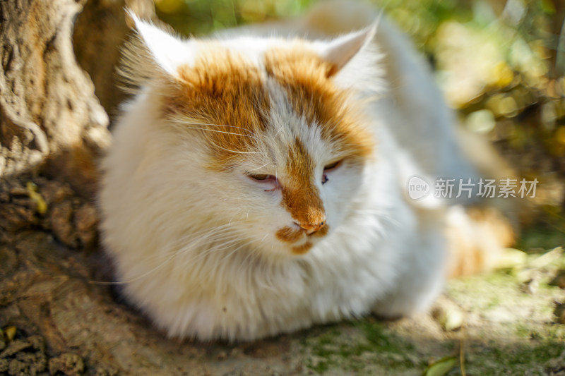 树下的猫流浪猫