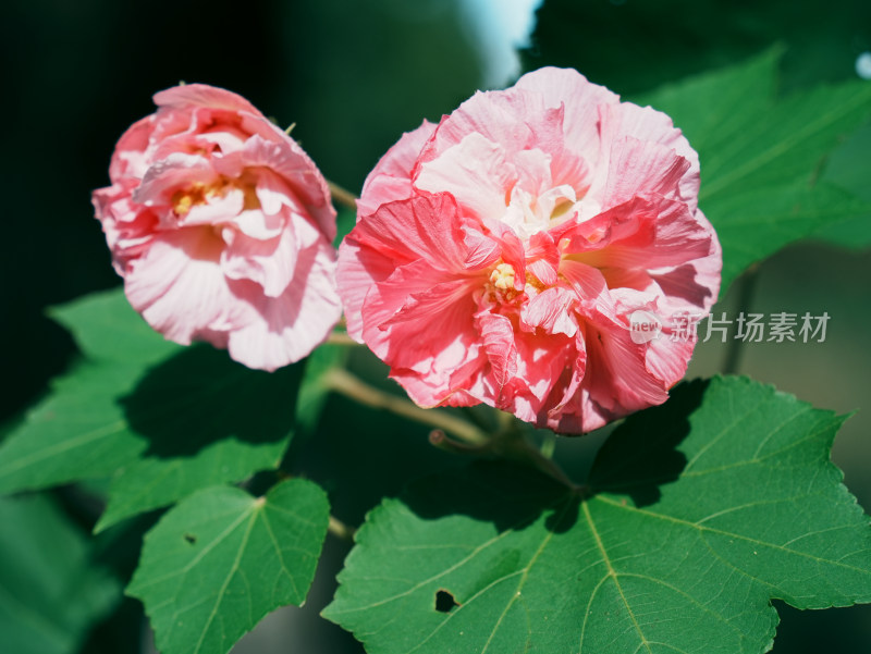 盛开的木芙蓉