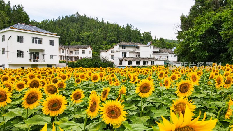 美丽田野田园太阳花葵花花朵向日葵航拍