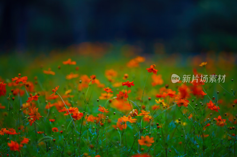 唯美格桑花花丛