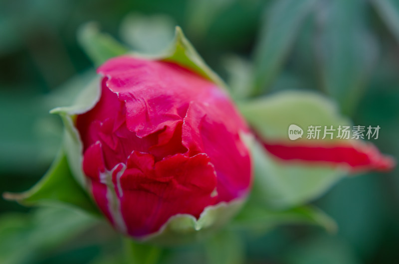 特写红色芍药花骨朵