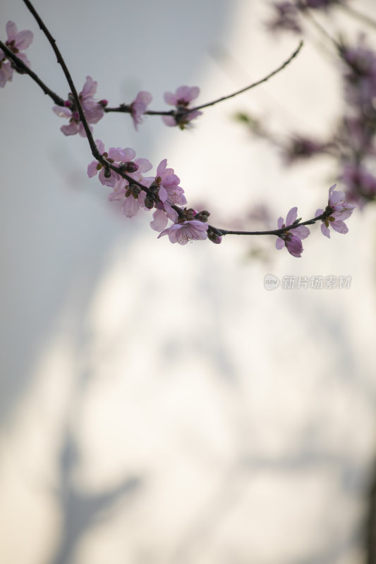 春天白墙青瓦梅树梅花盛开