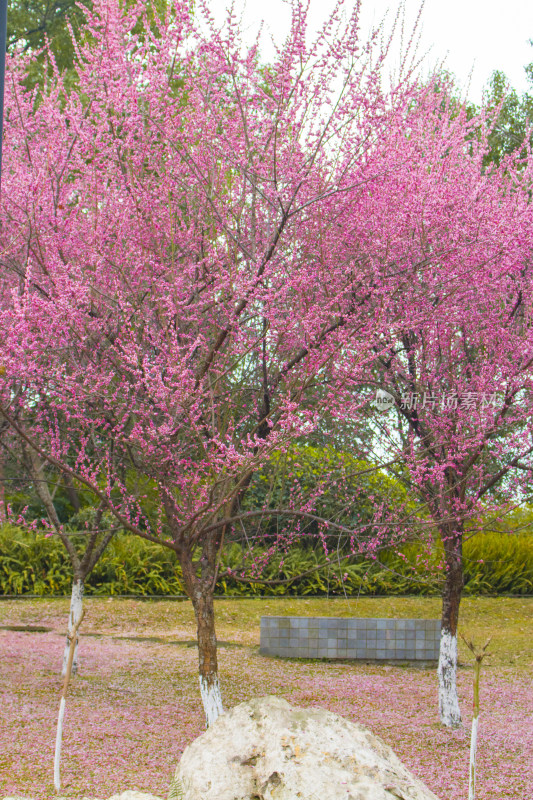 春天百花盛开