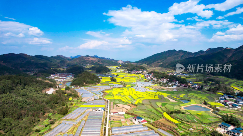 田园油菜花