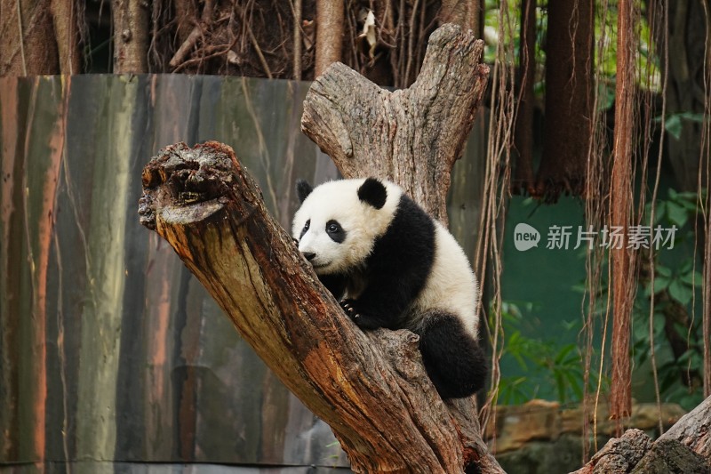 大熊猫幼崽坐树干憨态可掬