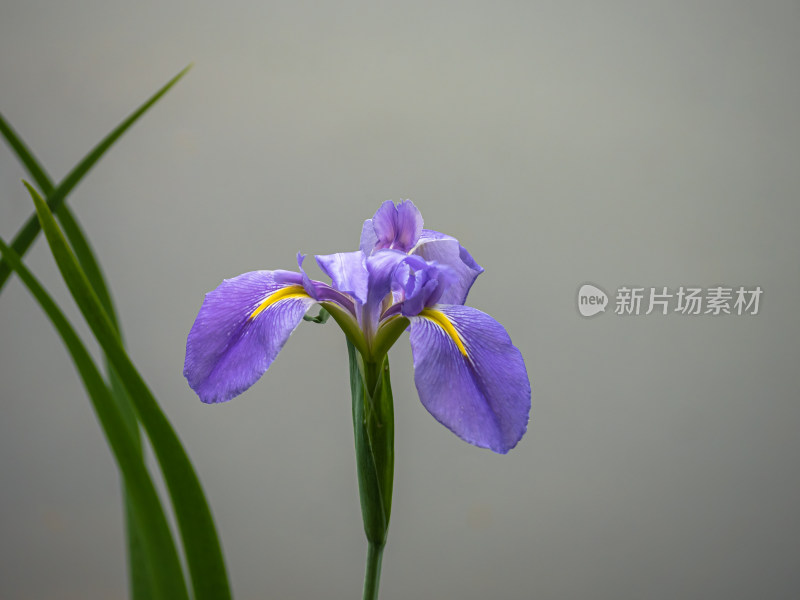 兰草花特写