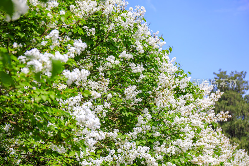 白色丁香花