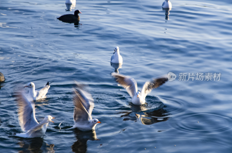 云南丽江泸沽湖海鸥水鸟野生动物