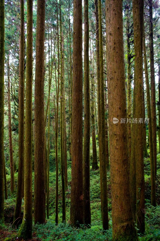 阿里山