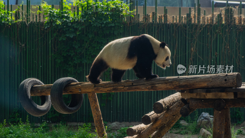 大熊猫在木架上行走