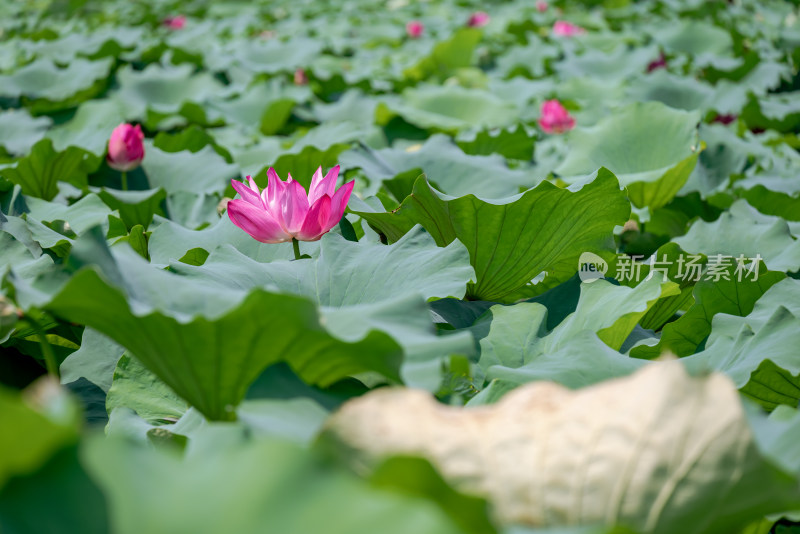 夏日池塘荷花