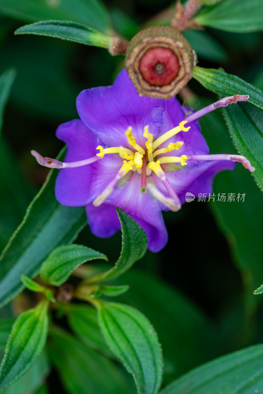 上海辰山植物园地棯微距特写