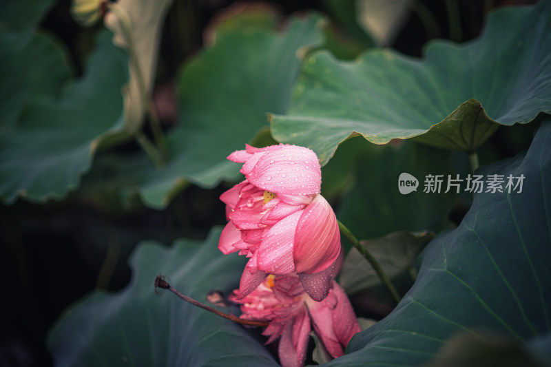 夏天雨后的荷花挂满水珠