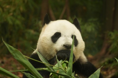 熊猫萌萌坐在长椅上吃食物的可爱模样