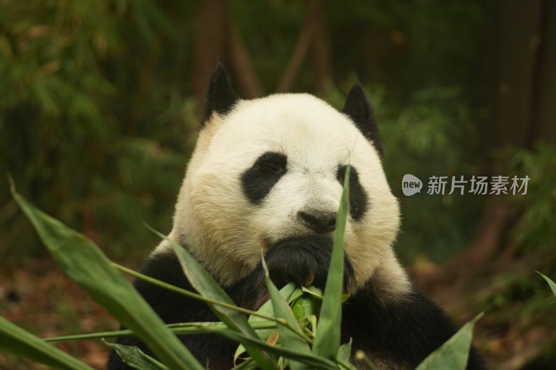 熊猫萌萌坐在长椅上吃食物的可爱模样