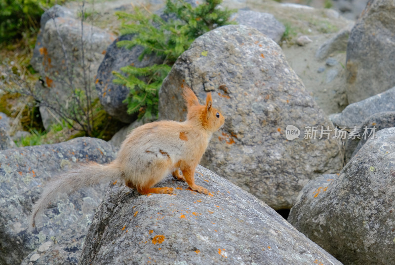 新疆夏塔景区天山中的松鼠