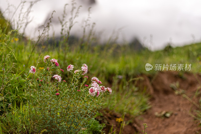 草原野花